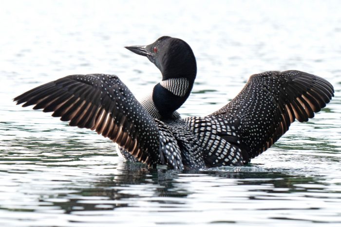 Common loon